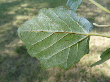 Face inférieure des feuilles très claire. Agrandir dans une nouvelle fenêtre (ou onglet)